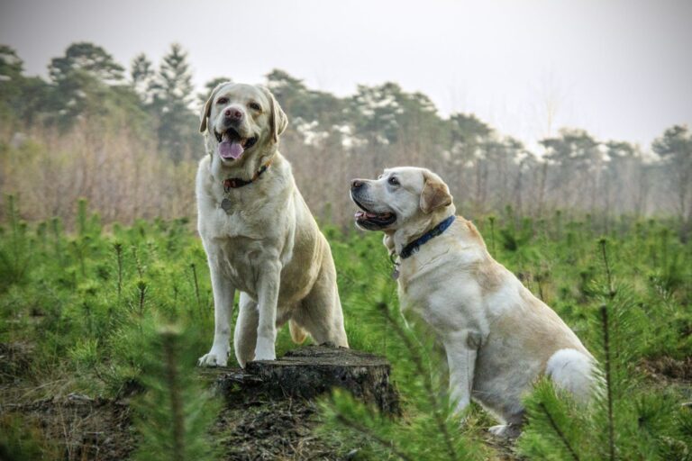 two dogs (labras)