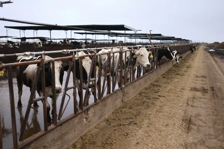 While California was not among the first states to detect the bird flu virus in dairy cattle, the state’s agriculture department has found the virus in 645 dairies.Credit...David Swanson/Agence France-Presse — Getty Imag